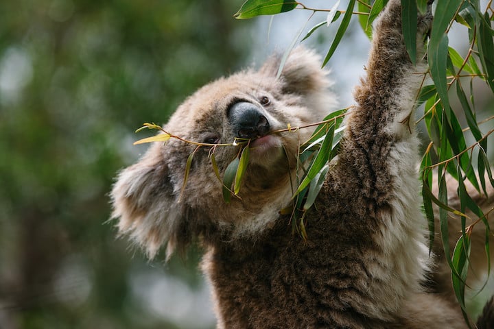 Koalas and apes have evolved similar ways of walking in trees