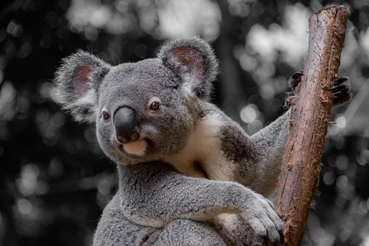 4 strange koala facts that you might not want to hear