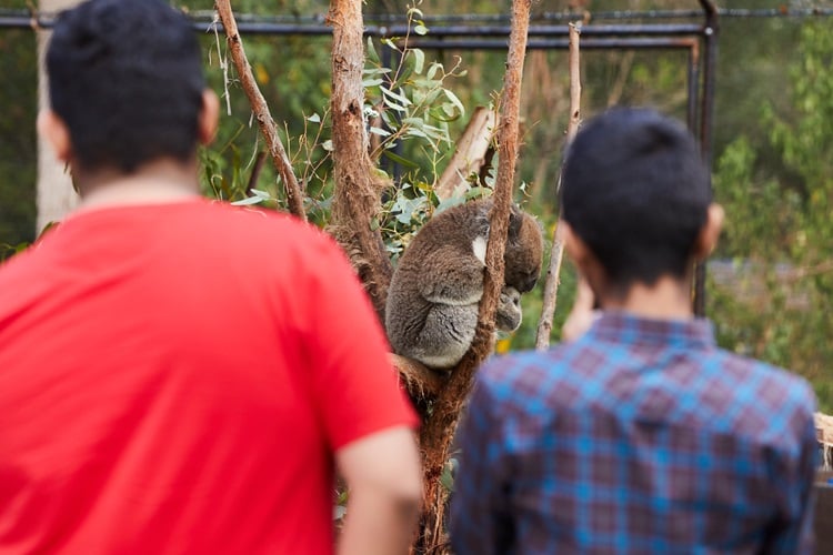 Koala_CREDIT_TourismAustralia_1.jpg