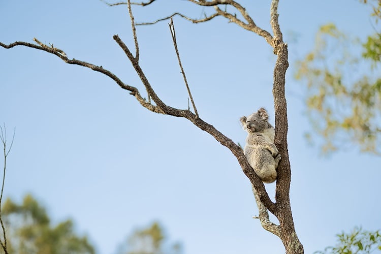 Koala_CREDIT_TourismAustralia_2.jpg