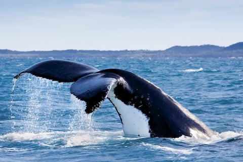 The top whale watching spots in Australia
