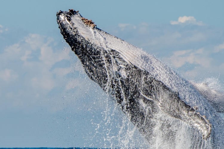 Byron Bay Whale Watching Tour | YHA Australia