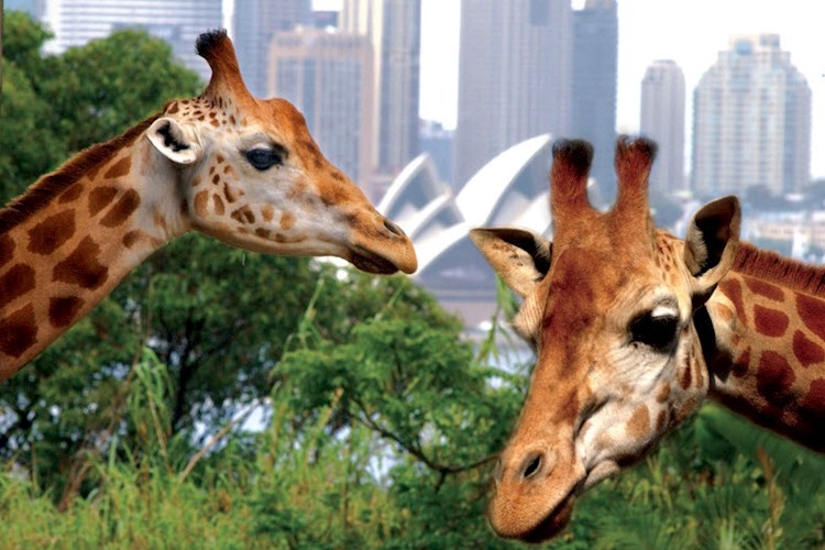 Taronga Zoo Special YHA Australia