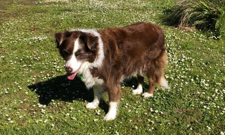 can a australian kelpie live in suriname